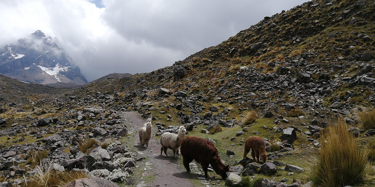 Alpacas