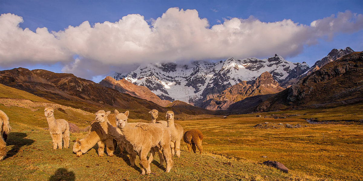 Ausangate & Alpacas