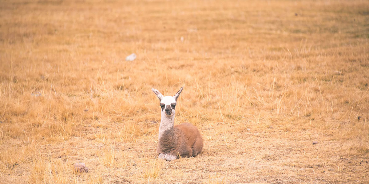 Llama