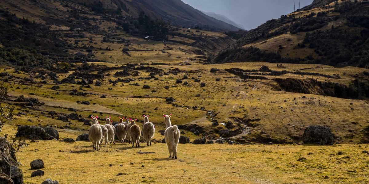 Andean Shepherds and Llamas